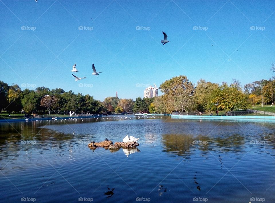 swan and gull on the lake лебедь и чайки на озере