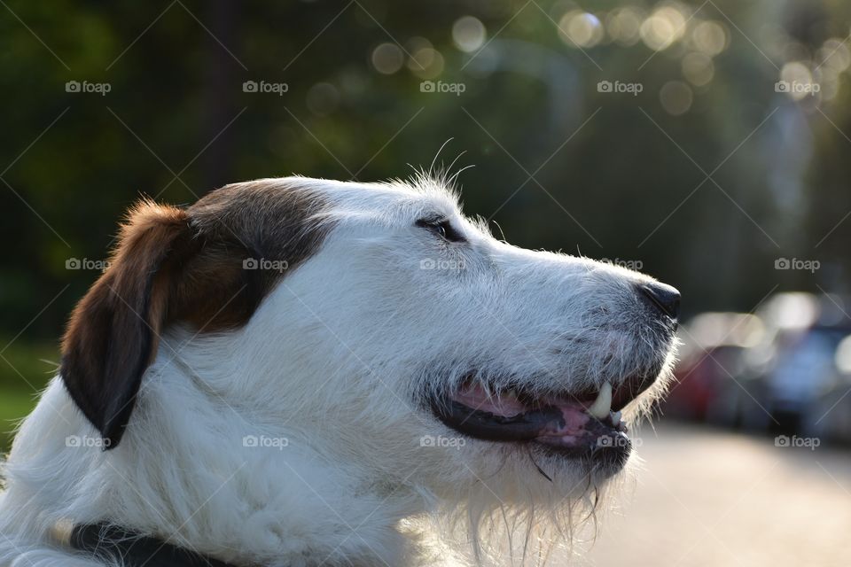 Beautiful dog on a walk on a bright summer evening 
