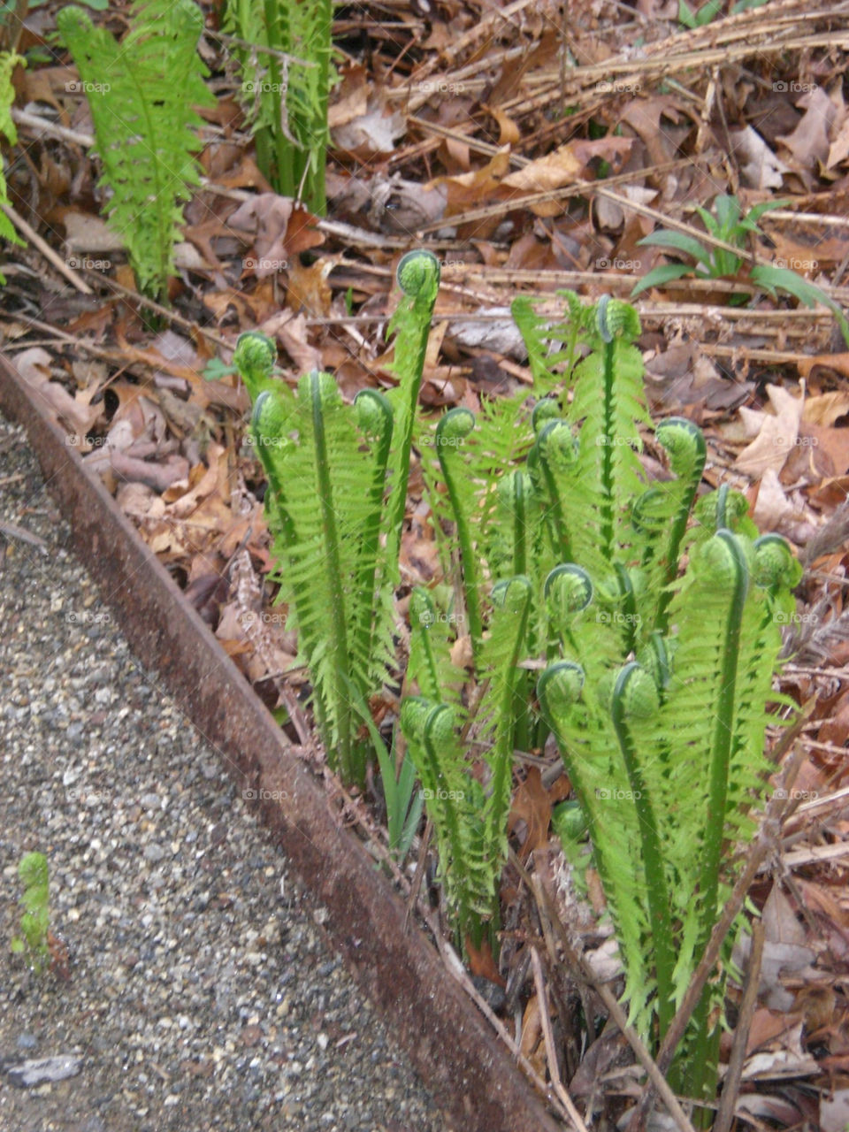 plant fern fiddlehead by trvldeb07