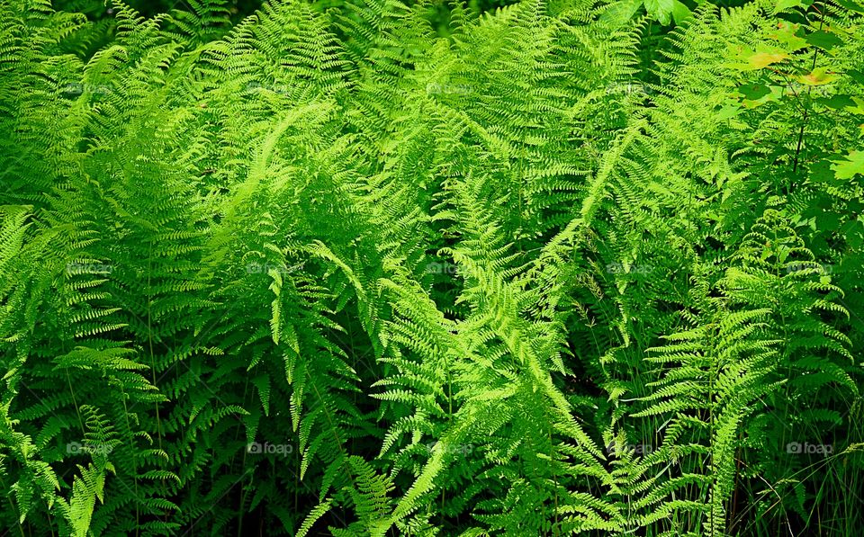 Beautiful ferns 