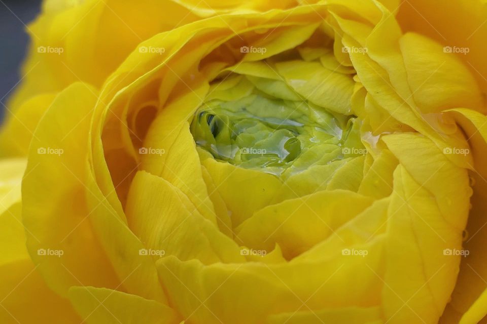 Close-up of a yellow flower