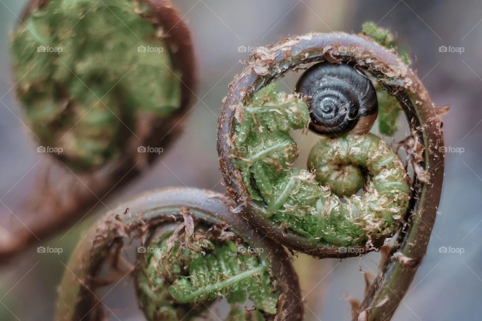 nascent spiral fern with a snail inside