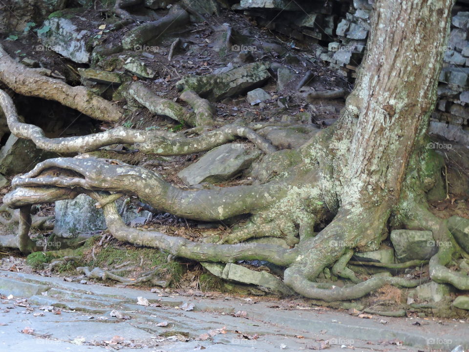 Roots of tree