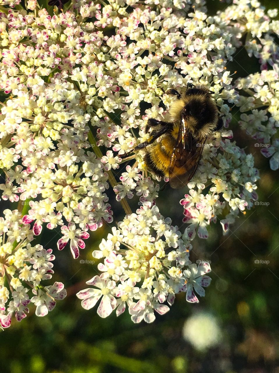 A bee in wildflowers 
