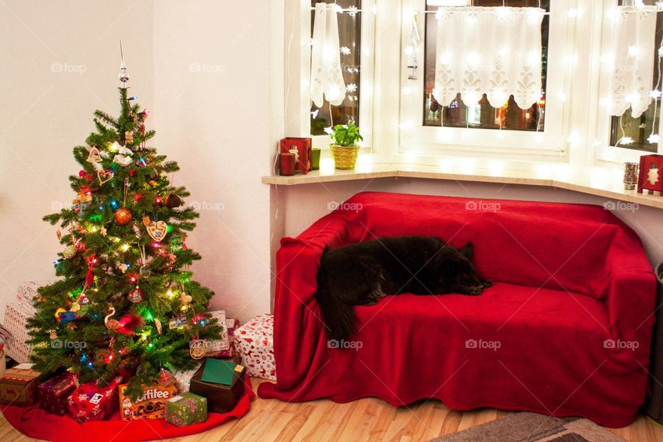 Dog sleeping waiting for Santa 
