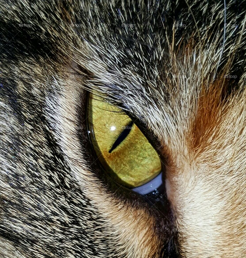 green cat eye