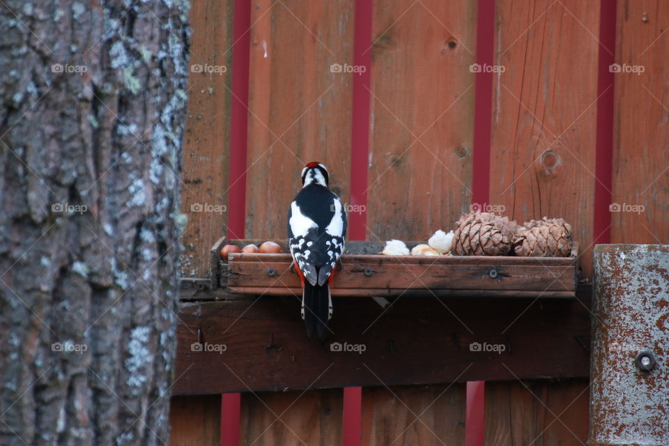 A beautiful bright woodpecker with red feathers chooses a bigger nut