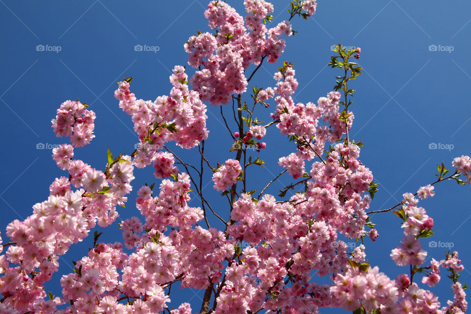 Cherry blossom blooming in spring