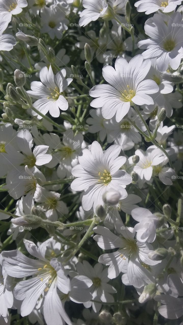 White bloomed flowers during a summer day.