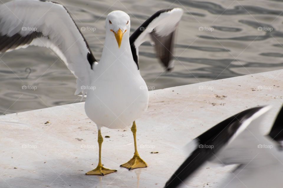 Gaviota despegando