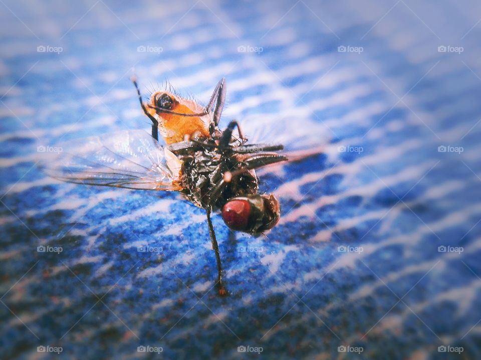 fly. fly dead macro