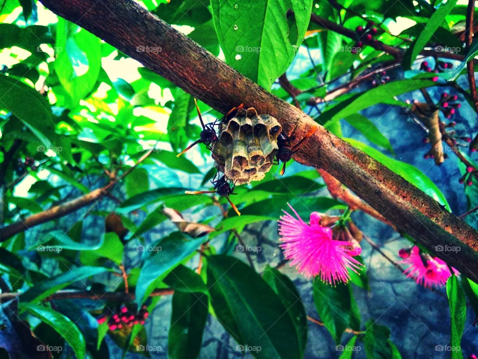 Bee