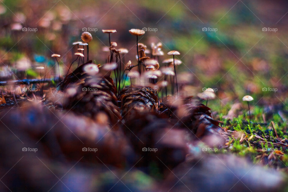 Mushrooms