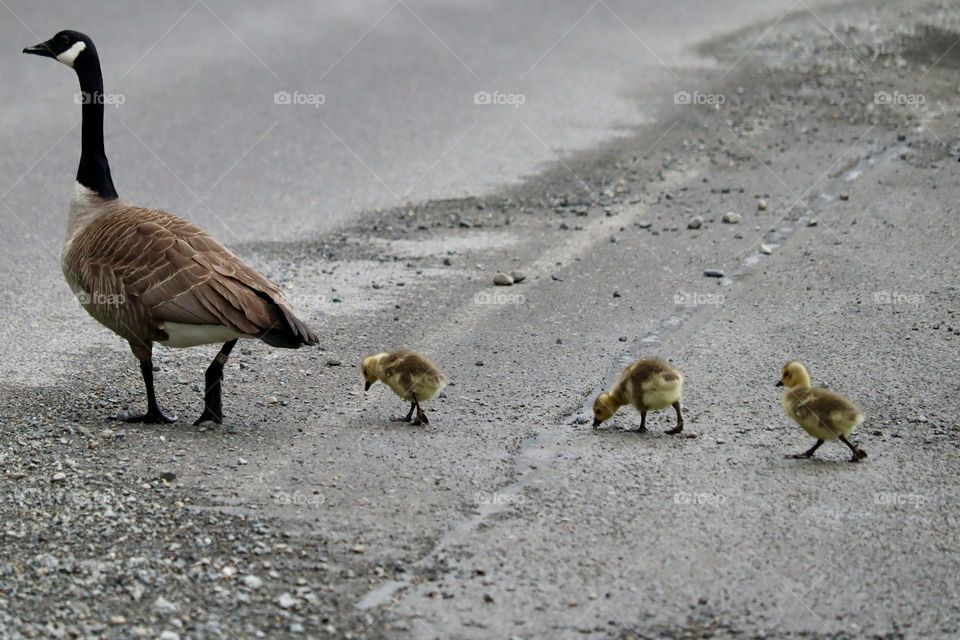 A gander and her trio of goslings cross a road near Chambers Creek Estuary in Washington State 