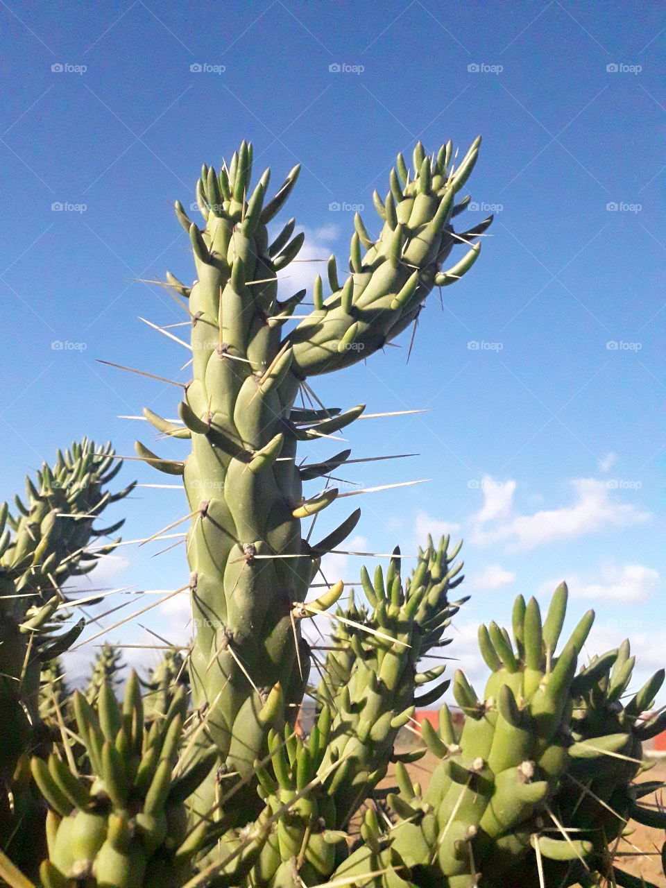 Cactus in Morocco