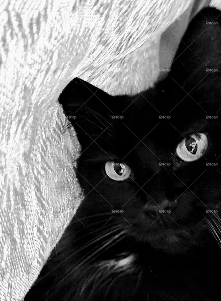 My cute black cat