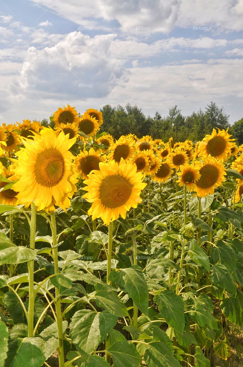 sunflowers in the fields of ukraine