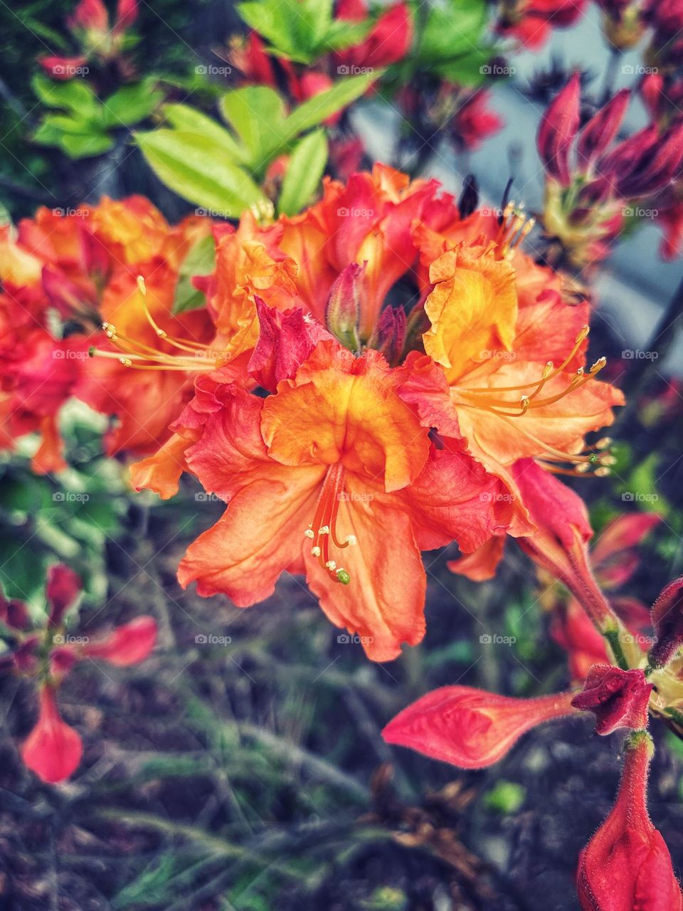 Orange and red azalea in my garden 