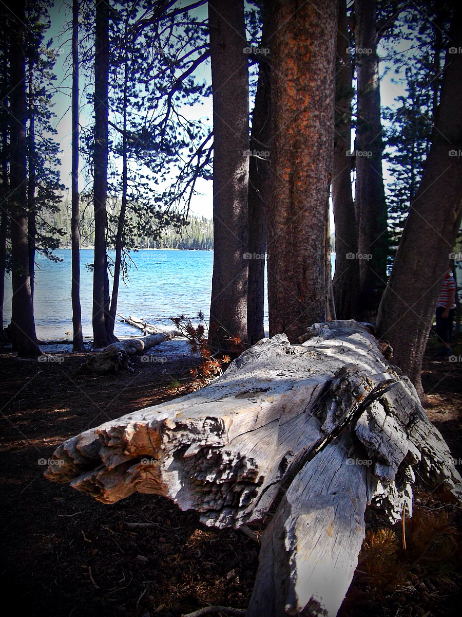 trees water lake yosemite by tommygirl-uk