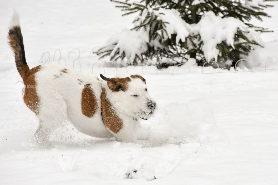 Cute happy pet terrier hound mixed breed dog running and playing in snow 