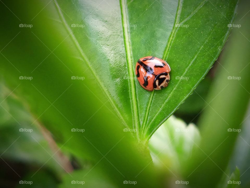 The ladybug in between the leaves.