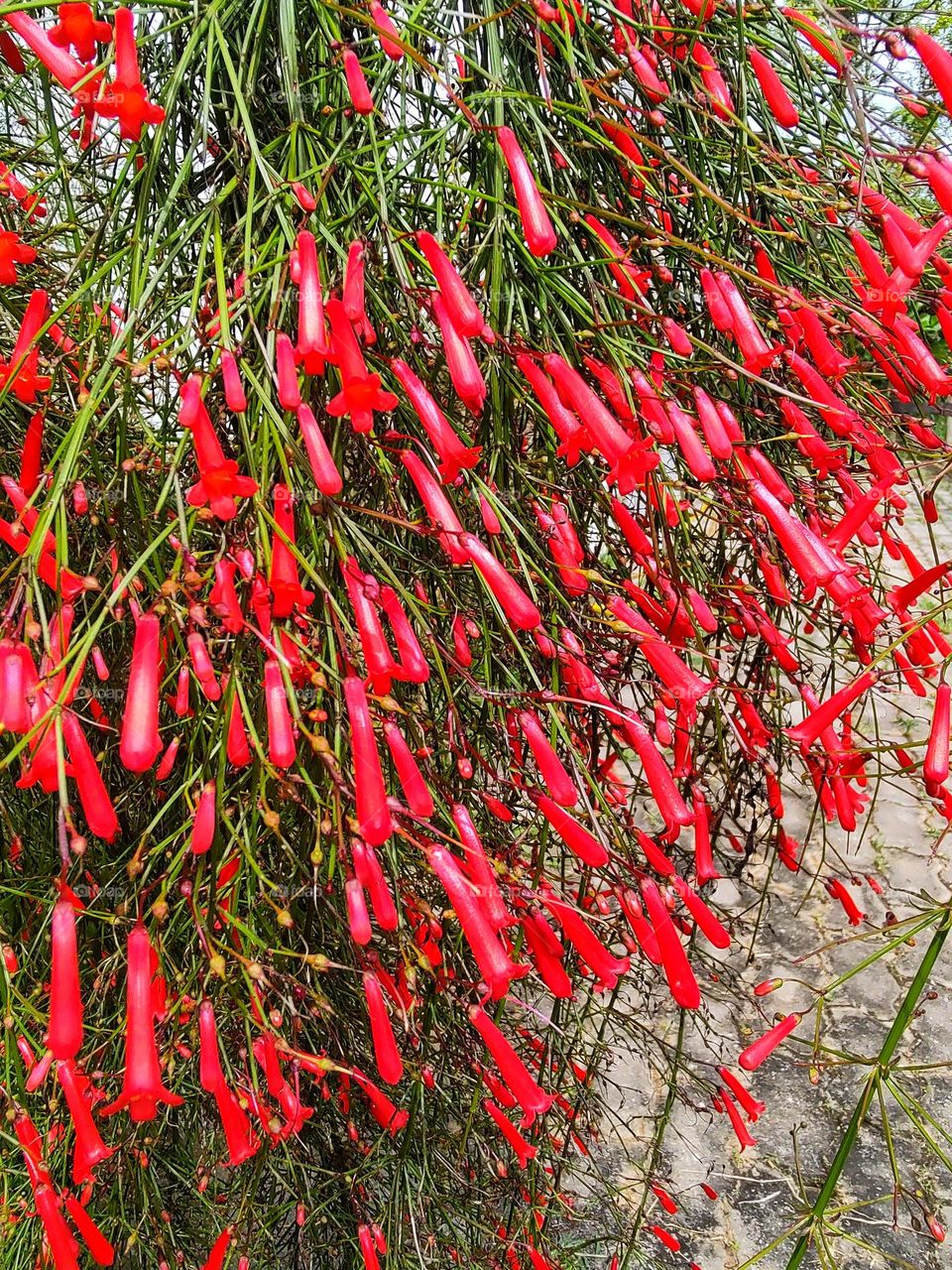 Red Russelia full of flowers.  Very beautiful for decoration.