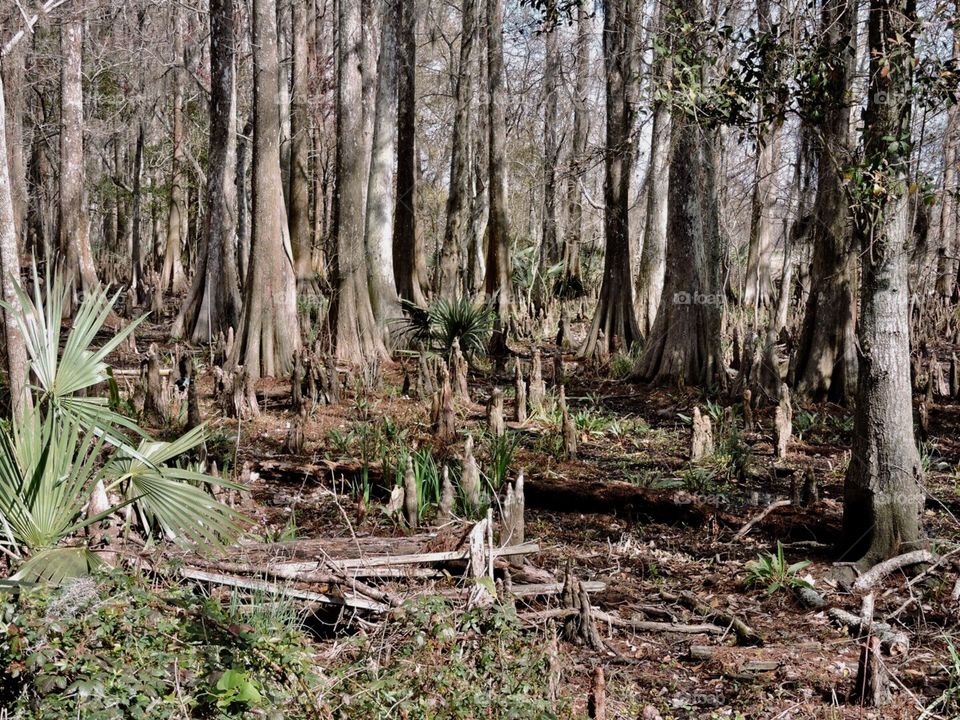 Cypress forest