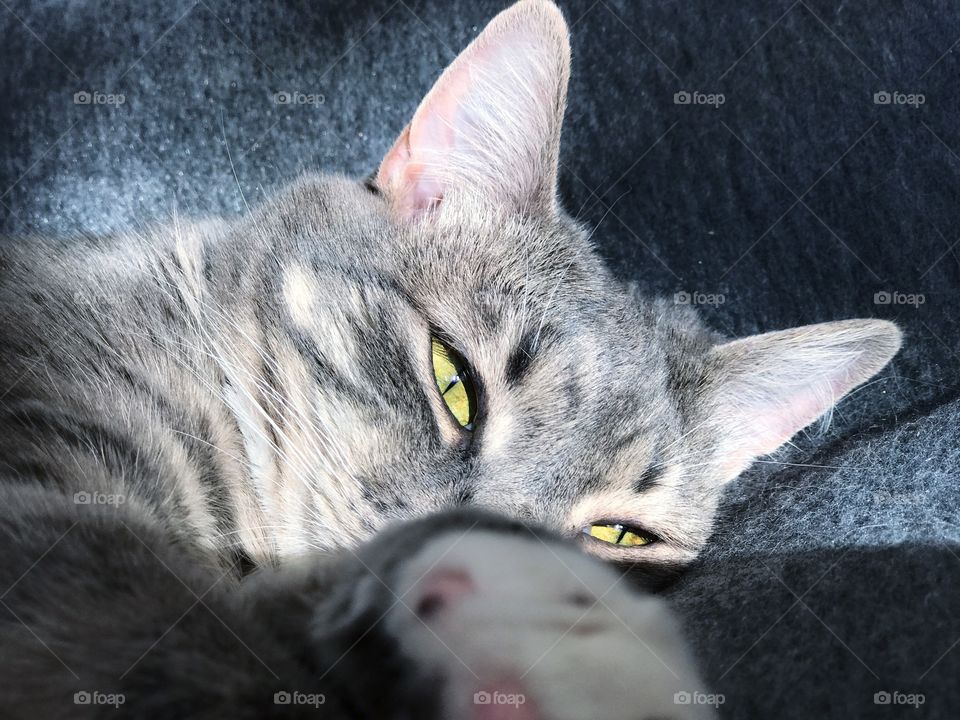 Close-up of grey cat relaxing