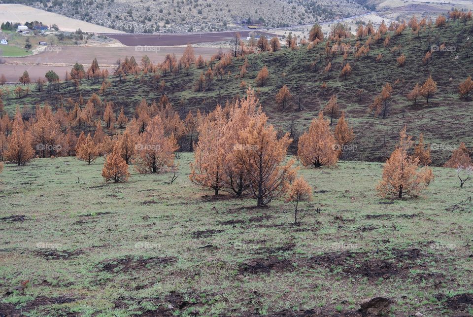 The aftermath of a fire a year ago leaves a forest of juniper trees blackened and contrasting with fresh green spring grass on a hill overlooking Central Oregon farmland. 