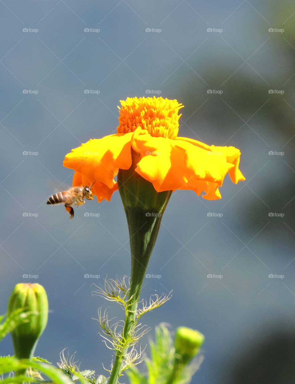 bee