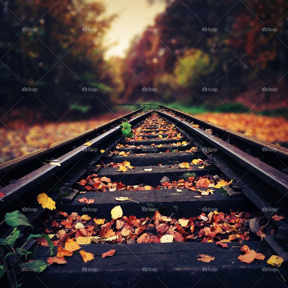 Railroad tracks amidst trees during autumn