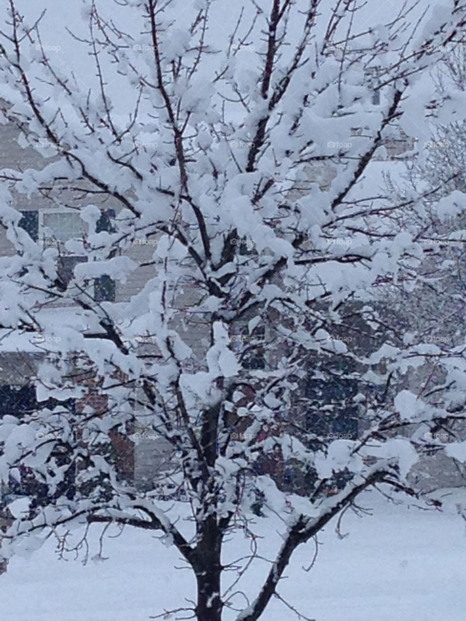 Snow on Charlie Brown Tree 