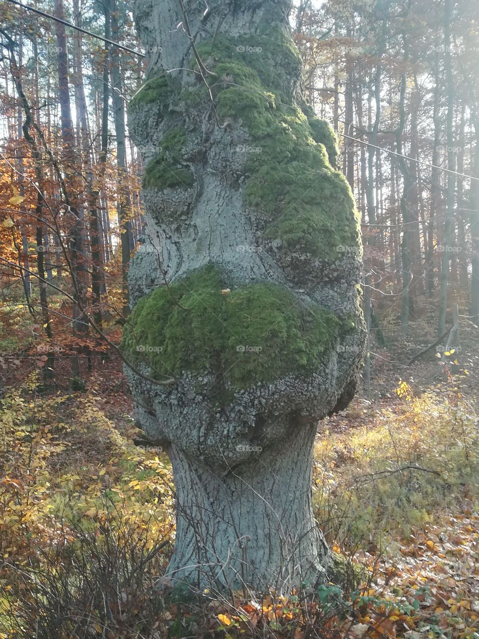 Baum Wald Gewächs Moos Herbst Natur