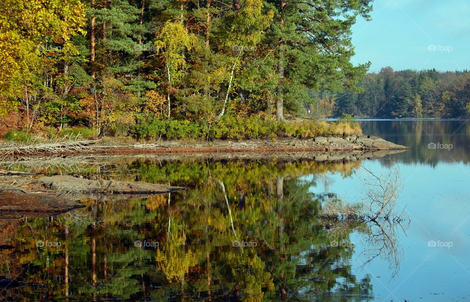 Forest Reflections