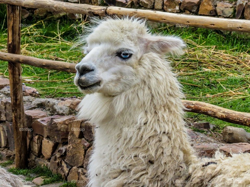 An Alpaca  in Bolivia  with blue eyes