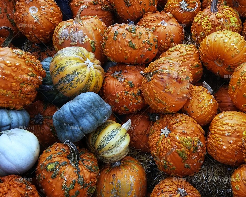 Fantasy and regular pumpkins stacked up together for fall Halloween thanksgiving full of color orange green yellow blue