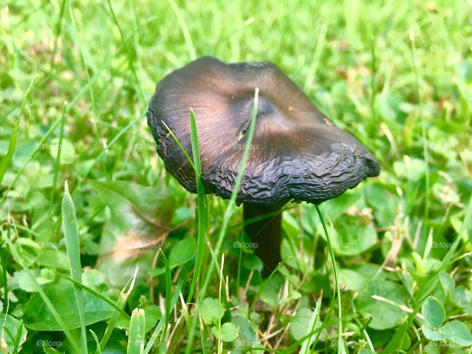 Stunning mushroom emerging from a sea of green
