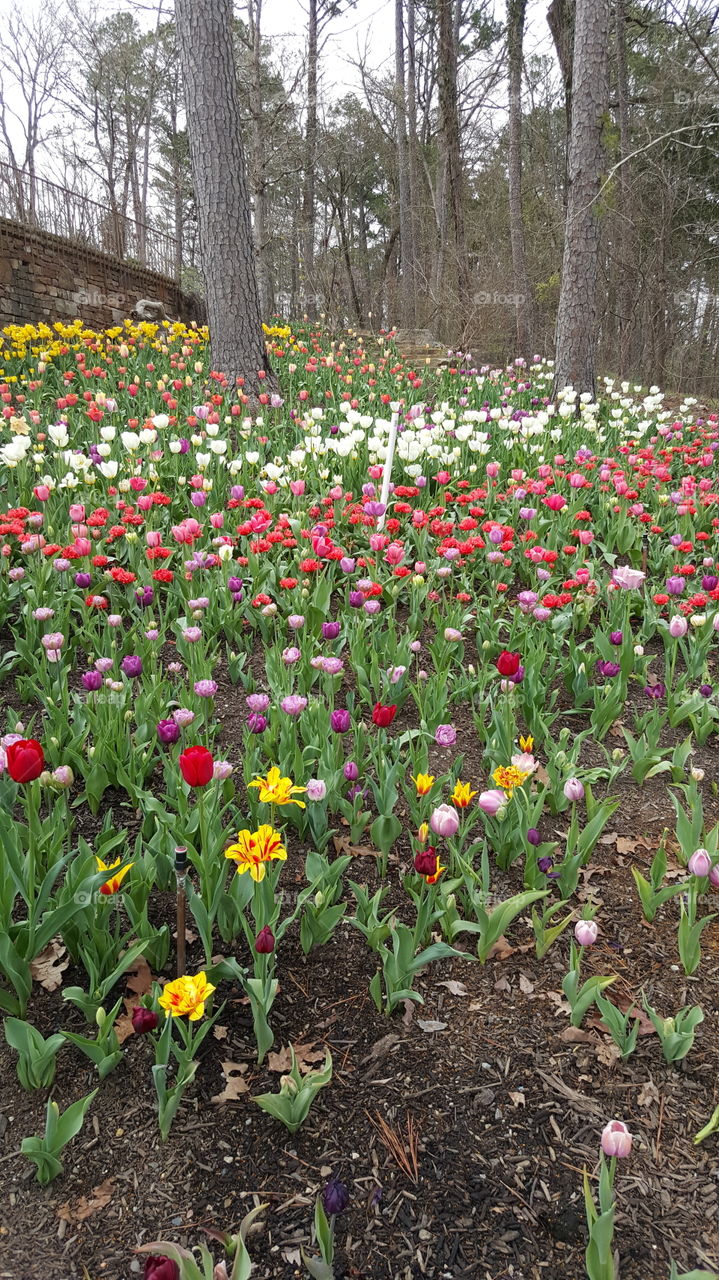 Flower, Leaf, Garden, Nature, Flora