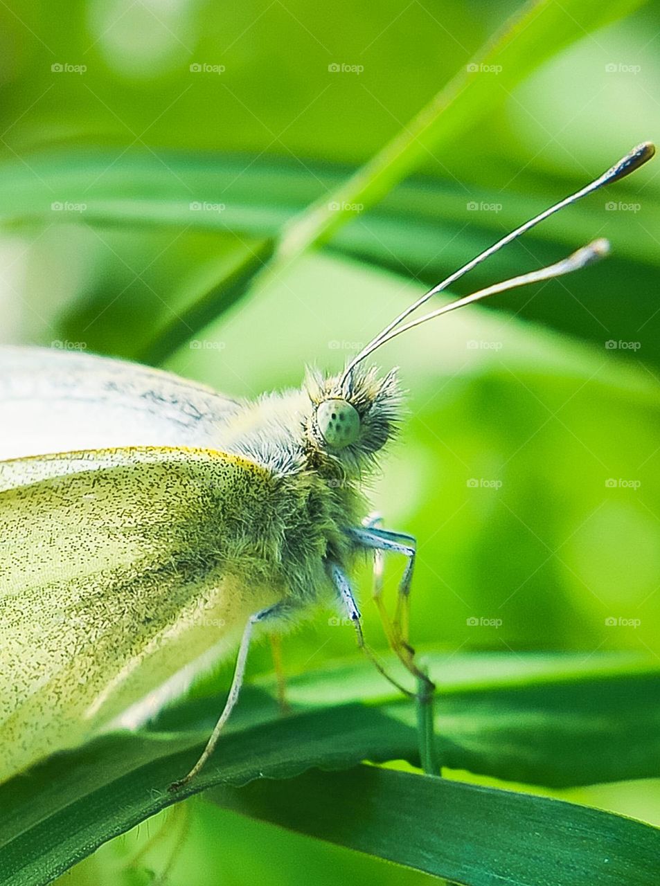 Butterfly close up