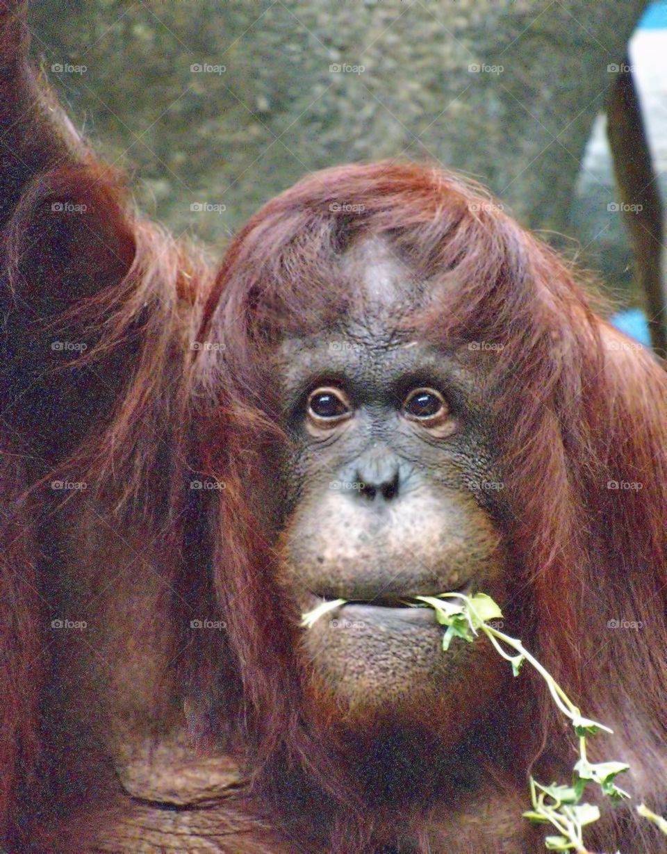 Orangutan