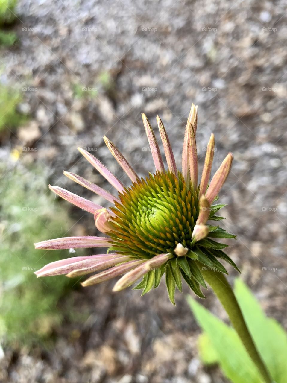 Side view closeup of struggling coneflower 