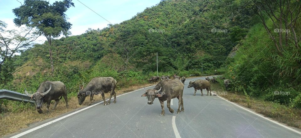 Buffalo and the road hill