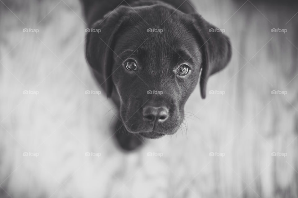 photography black dog mammals by alisonblunk