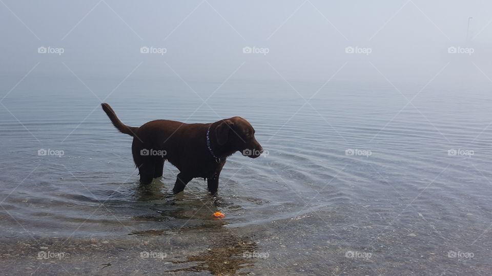Chocolate Lab swimming in Lake Michigan with his ball floating at his side