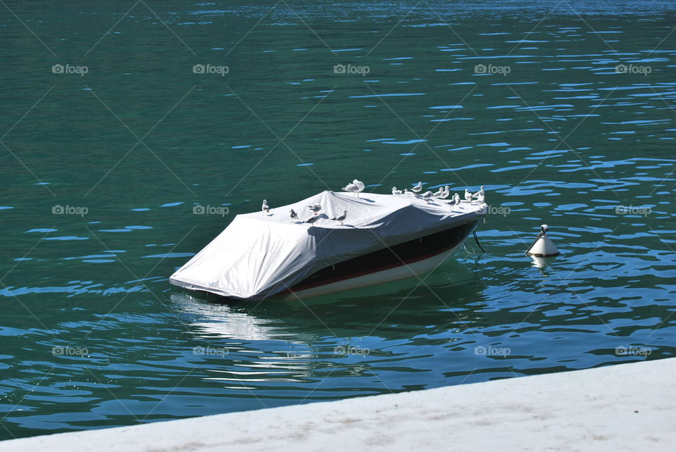 Gulls on the boat - Valsolda, Como, Lombardy, Italy.