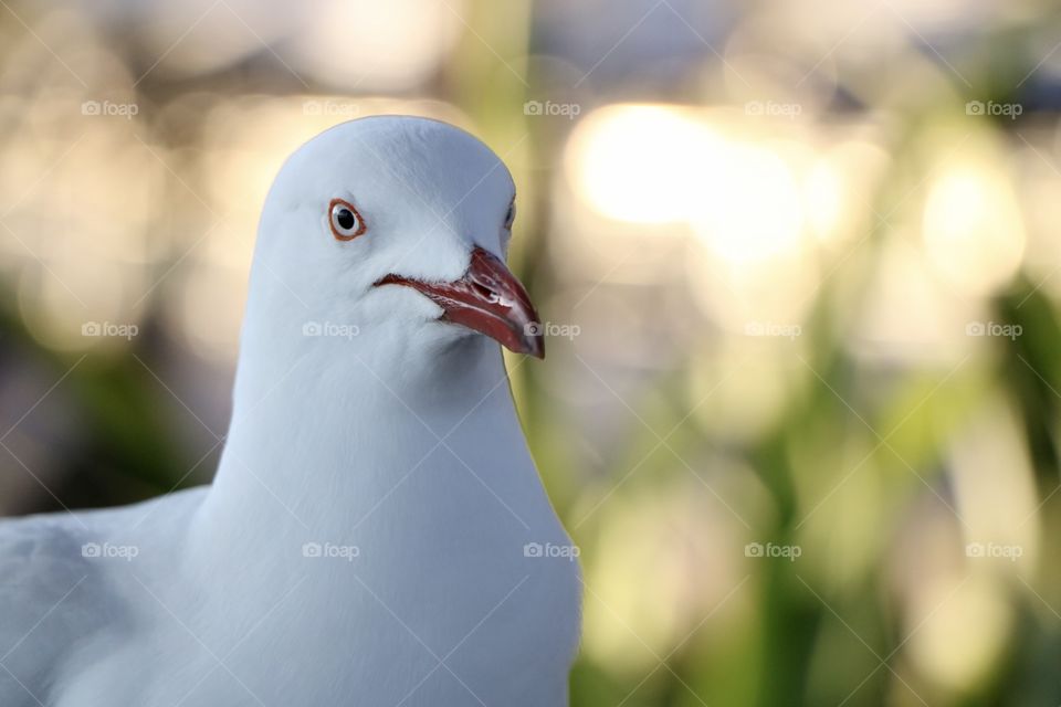 Seagull bird are really friendly 
