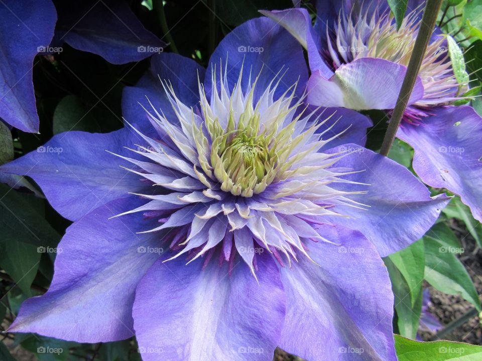 Clematis 