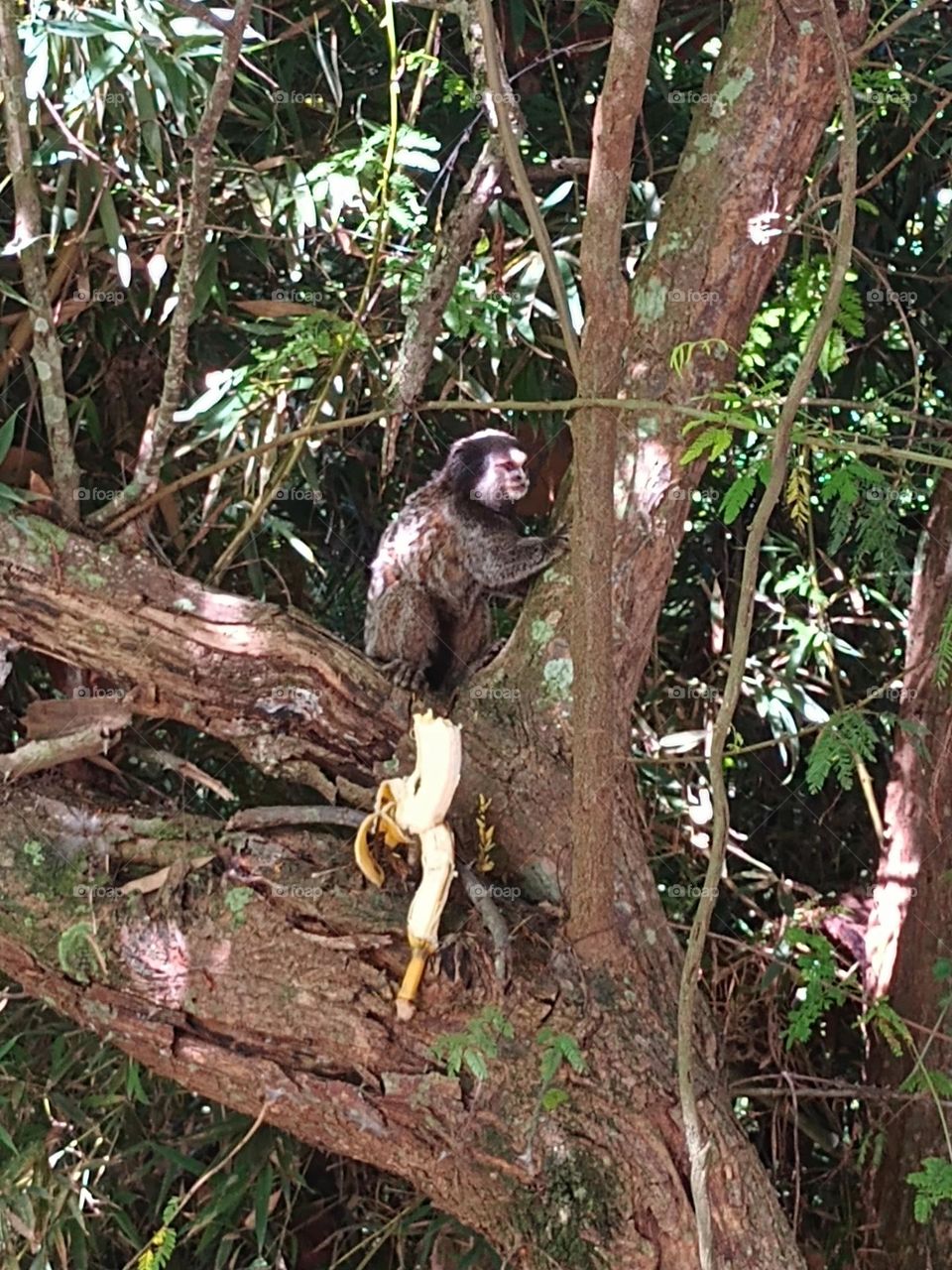 macaco