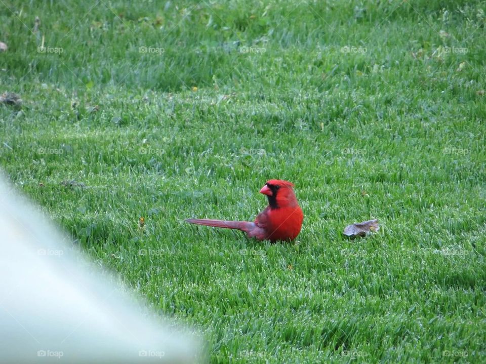 Cardinal in the yard