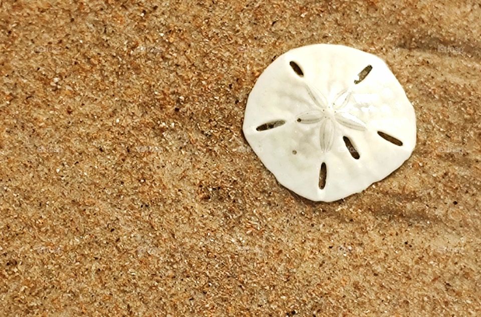 white starfish found on the beach sands.